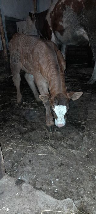 Vând vițea bălțată românească