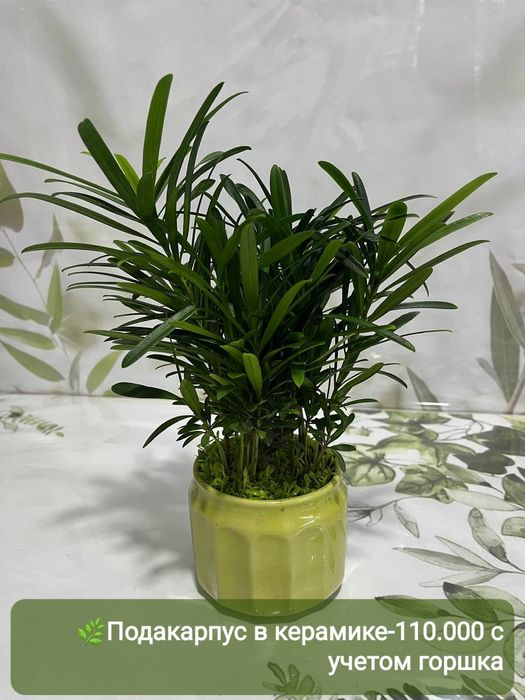 Хавортия вариегатная, Эуфорбия, Хамедорея, Падакарпус и др