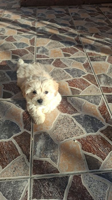 Maltipoo Mini Toy