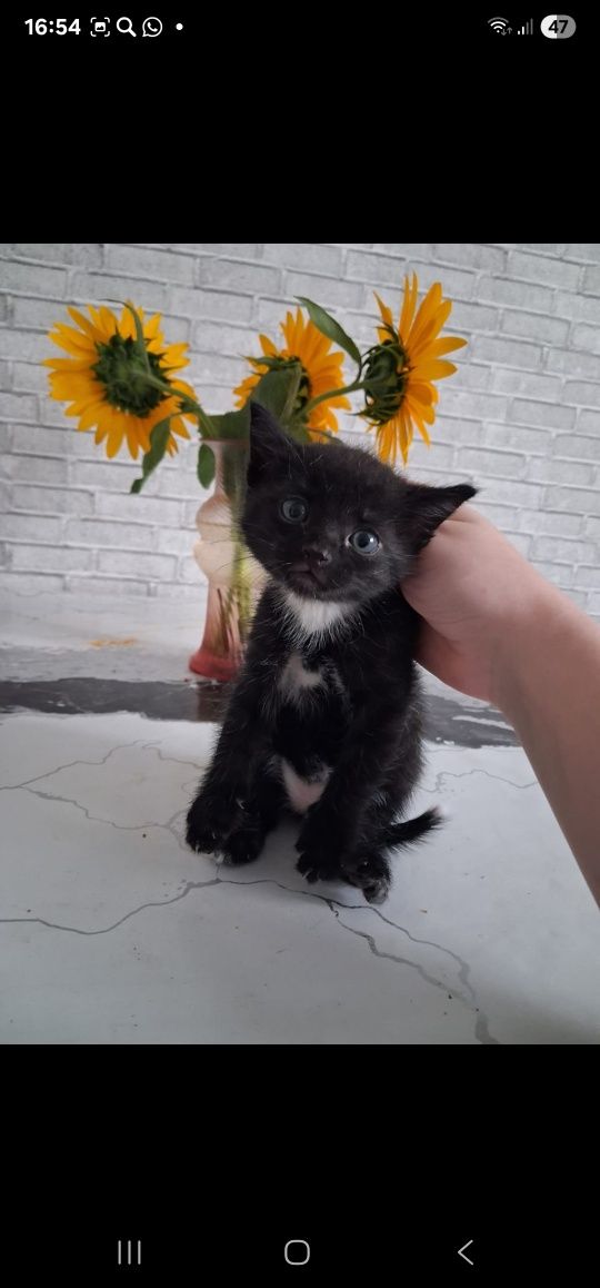 В добрые руки  котята