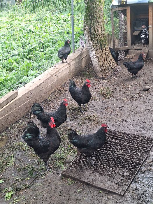 Vând cocoși austrolorp  2025