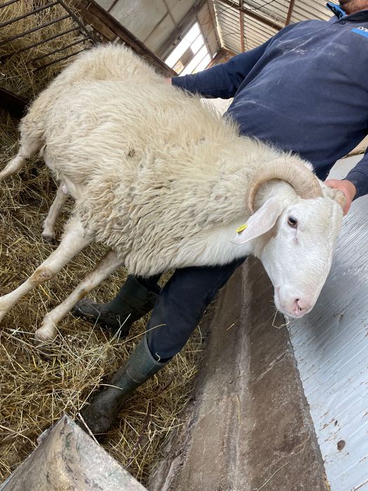 Свободен коч 2.5г