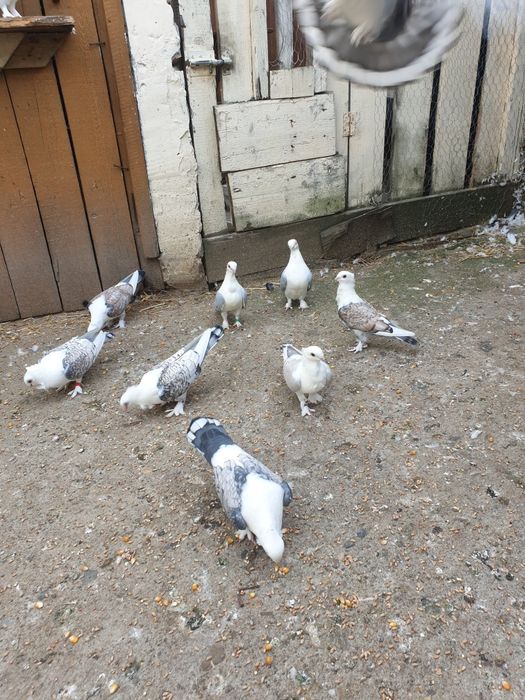 Porumbei santineti maturi și tineret