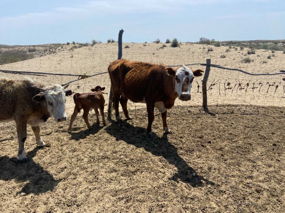 Коровы с пастбища