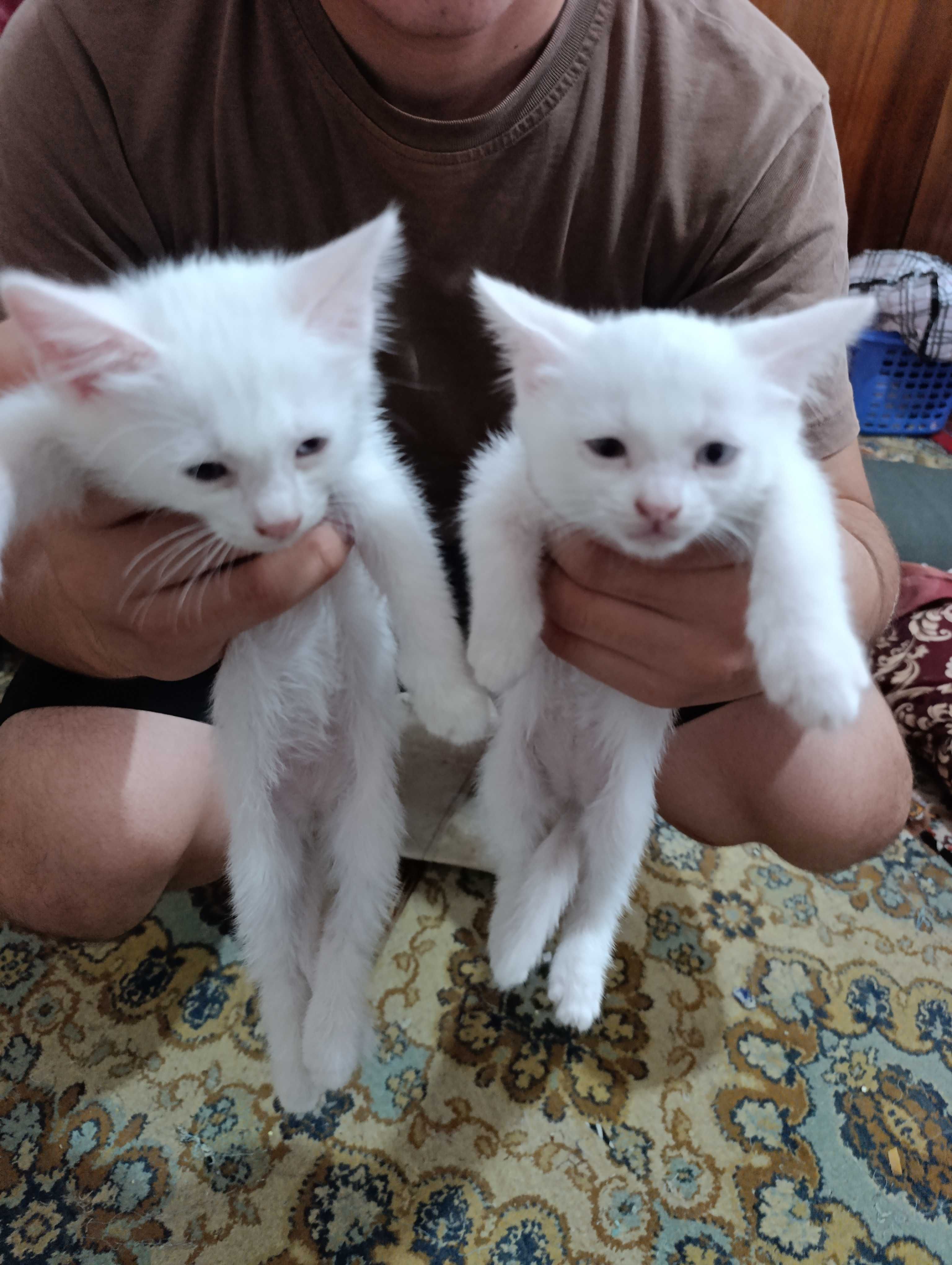 Кошка пародны нукус