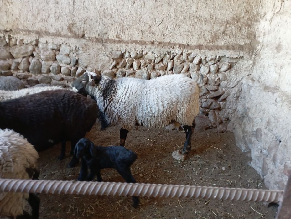 Ramanov qoylari sotladi soglom yiliga ikk marta bolalaydi 2-4 tagacha