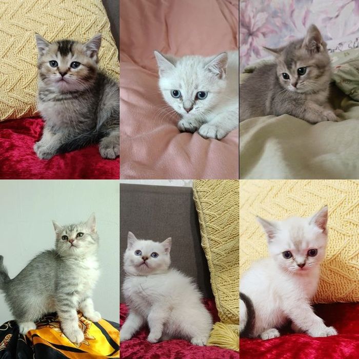 Котята британские