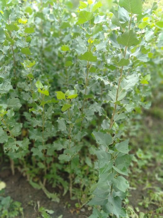 Продам саженцы деревьев
Ясень, тополь, ива, карагач.
Высота 1–2 м.
Под