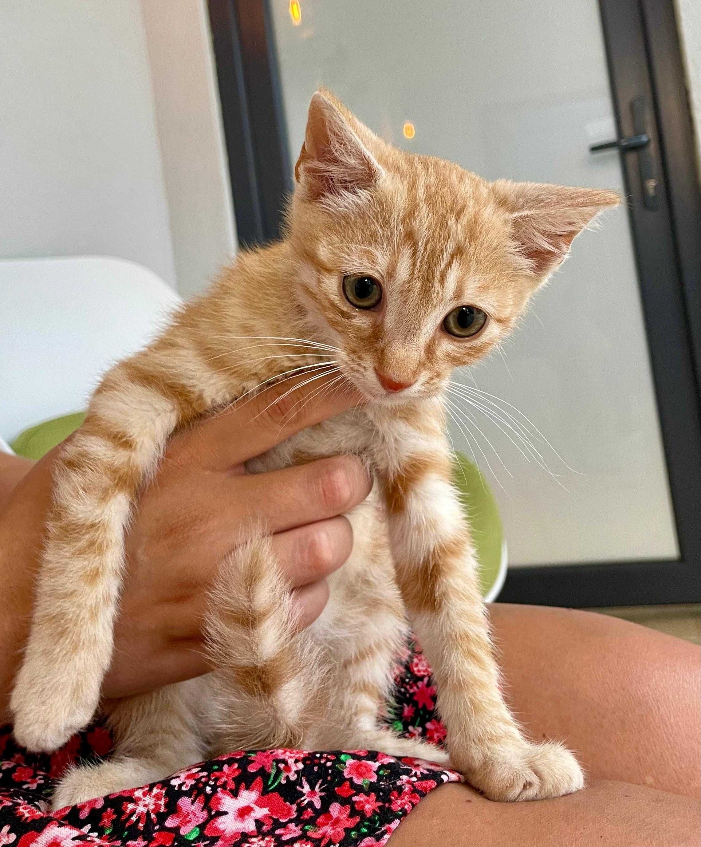 Motanel portocaliu 7 saptamani pt adoptie