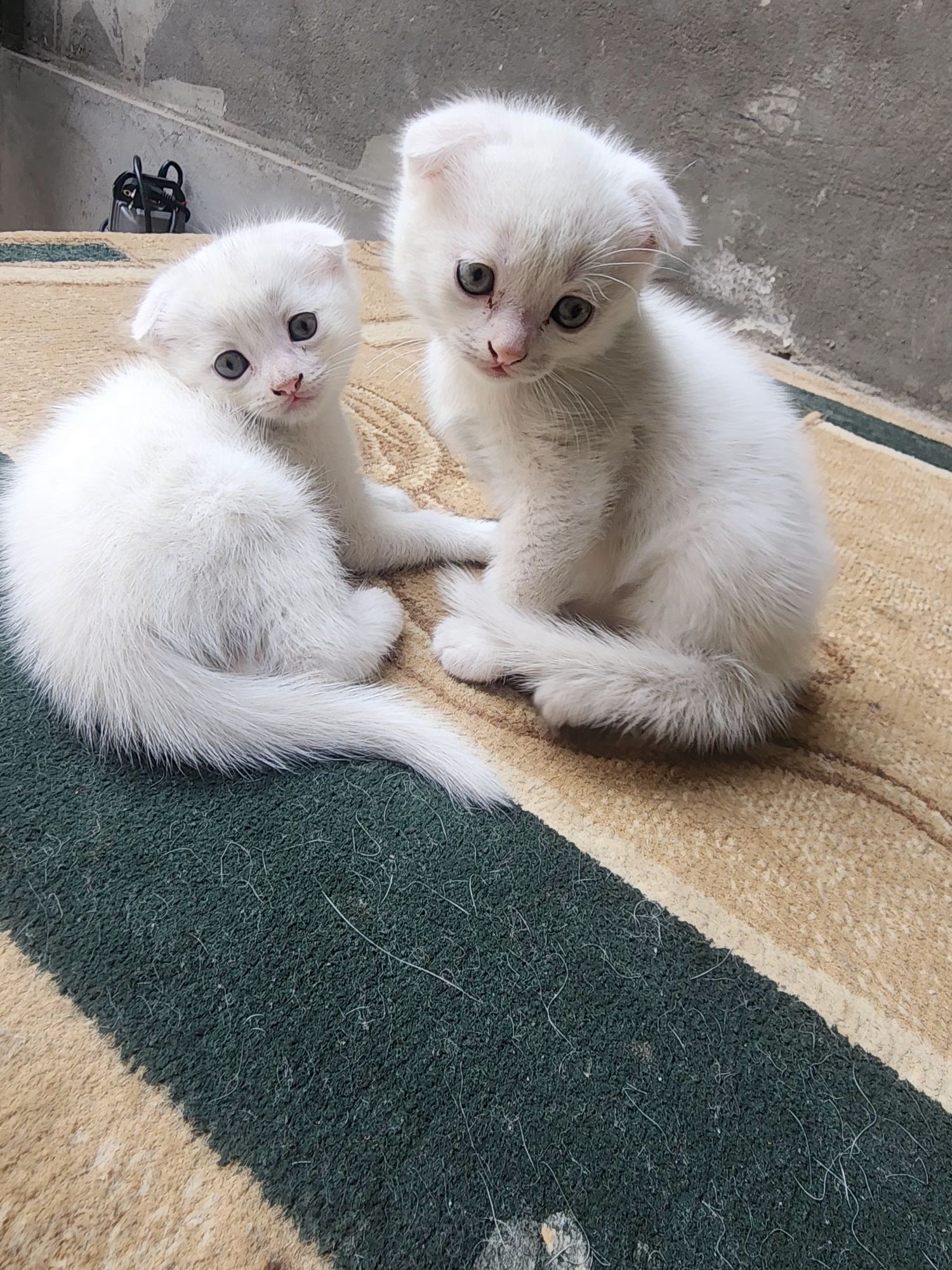 Кошка mushuk vesla ux