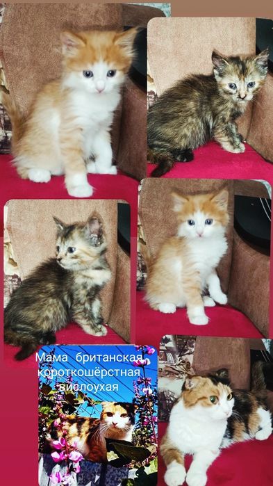 Британчики котята