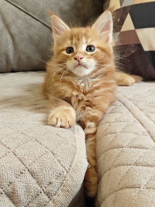 Котята Мейн куны