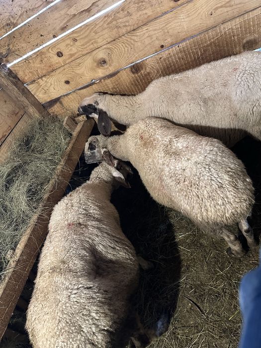 Продавам 3 овци и 1 шиле