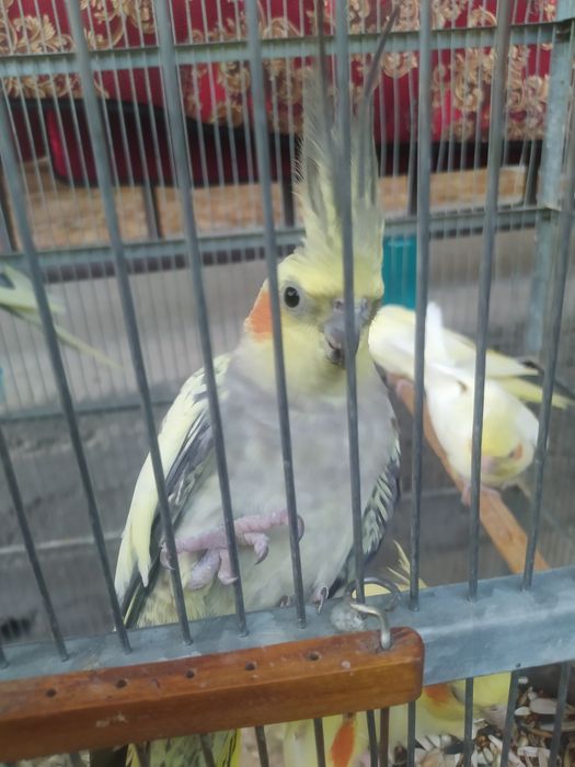 Семь корелл с клеткой