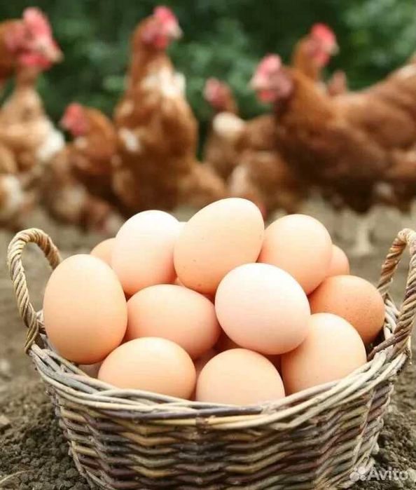 Домашние куриные яйца – свежие, натуральные, вкусные