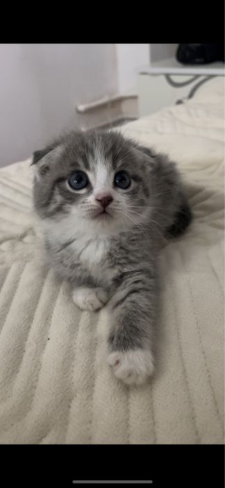 Котенок город талдыкорган