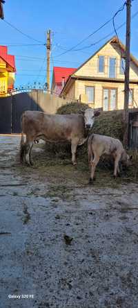 Vând vaca cu vitica de o luna jumate vaca e a 2 fătare fff bună de lap