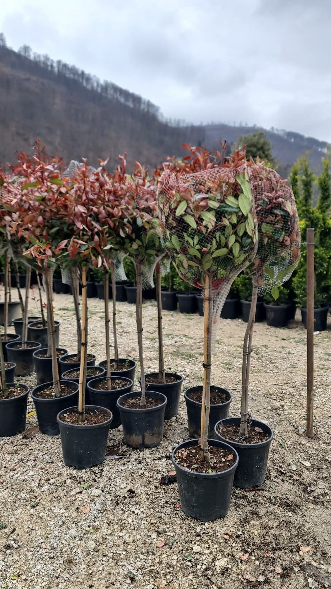 Plante ornamentale