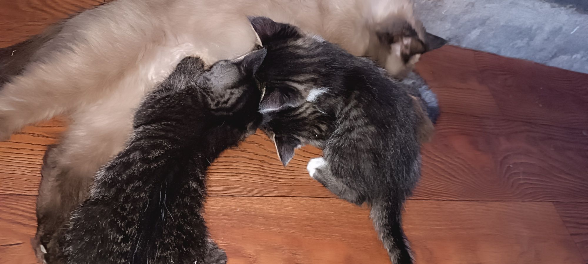 Отдам котят в хорошие руки