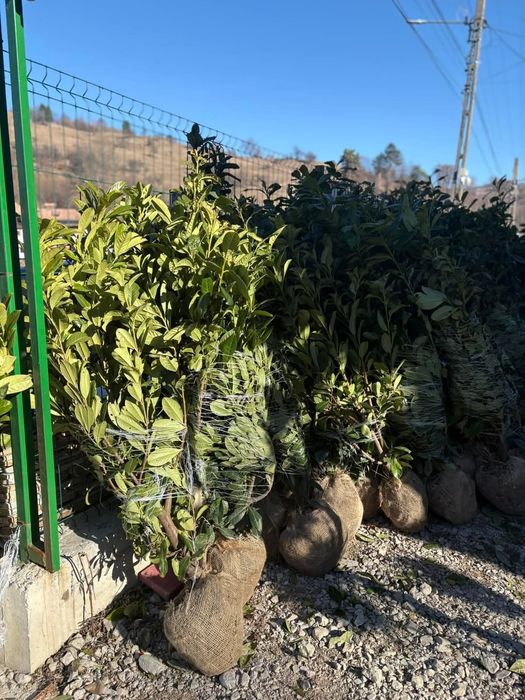 Laur englezesc 1m - 2m pentru formarea unui gard viu/ calitate premium