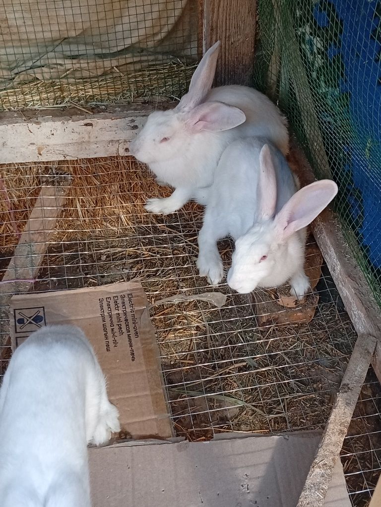 Xikol zotli 3oyli quyonla 100mingdan