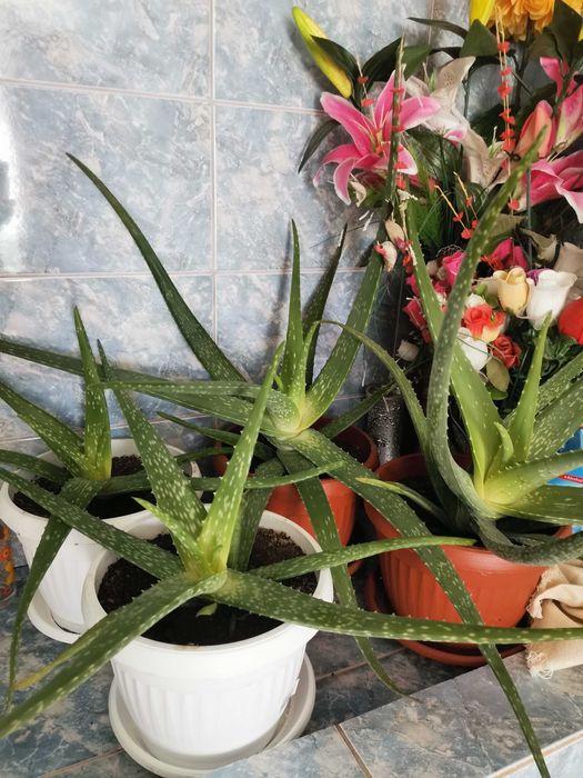 Алое вера лечебно