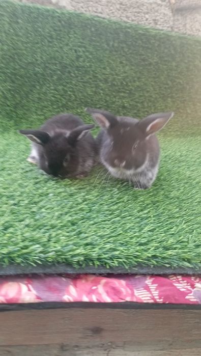 Quyonchalar sotiladi,karlik baran,2 ta