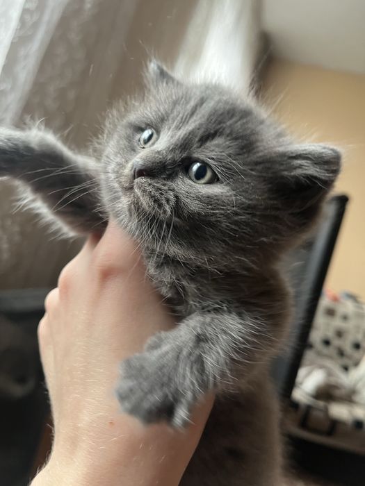 Продам котенка скотиш-страйт