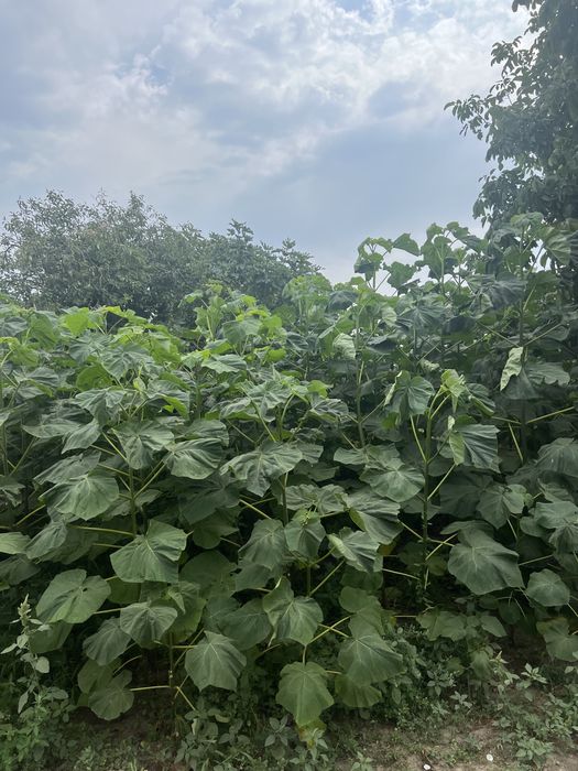 Paulownia SHANTONG PREMIUM: Butasi, Seminte, Drajoni