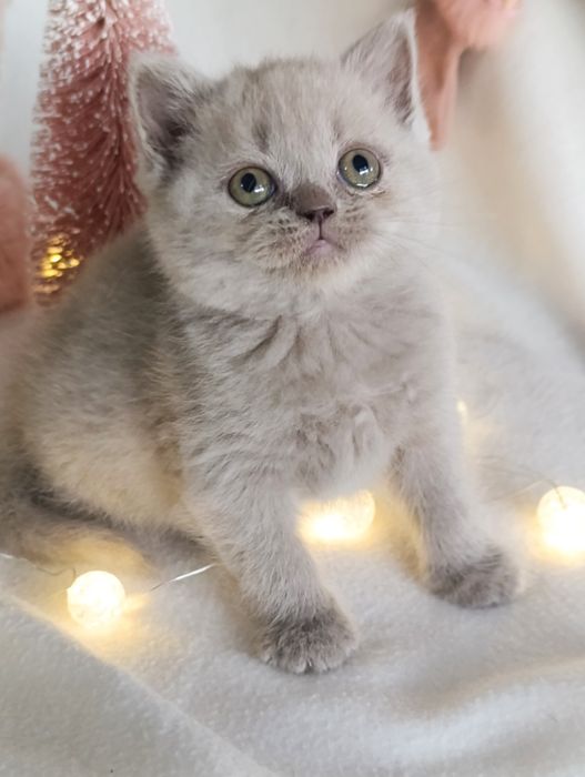 Pui fetiță British Shorthair ORADEA