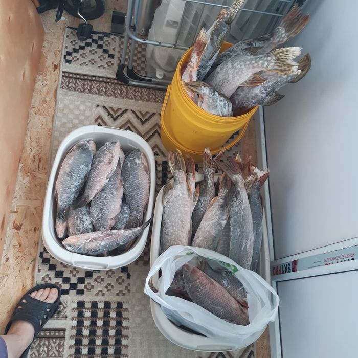 Карас крупный весь-400 и 500 гр  Цена 900 Шортан-1600  от 1 кг-3кг