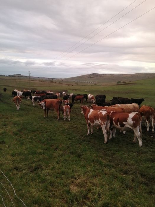 Vând vițele și juninci