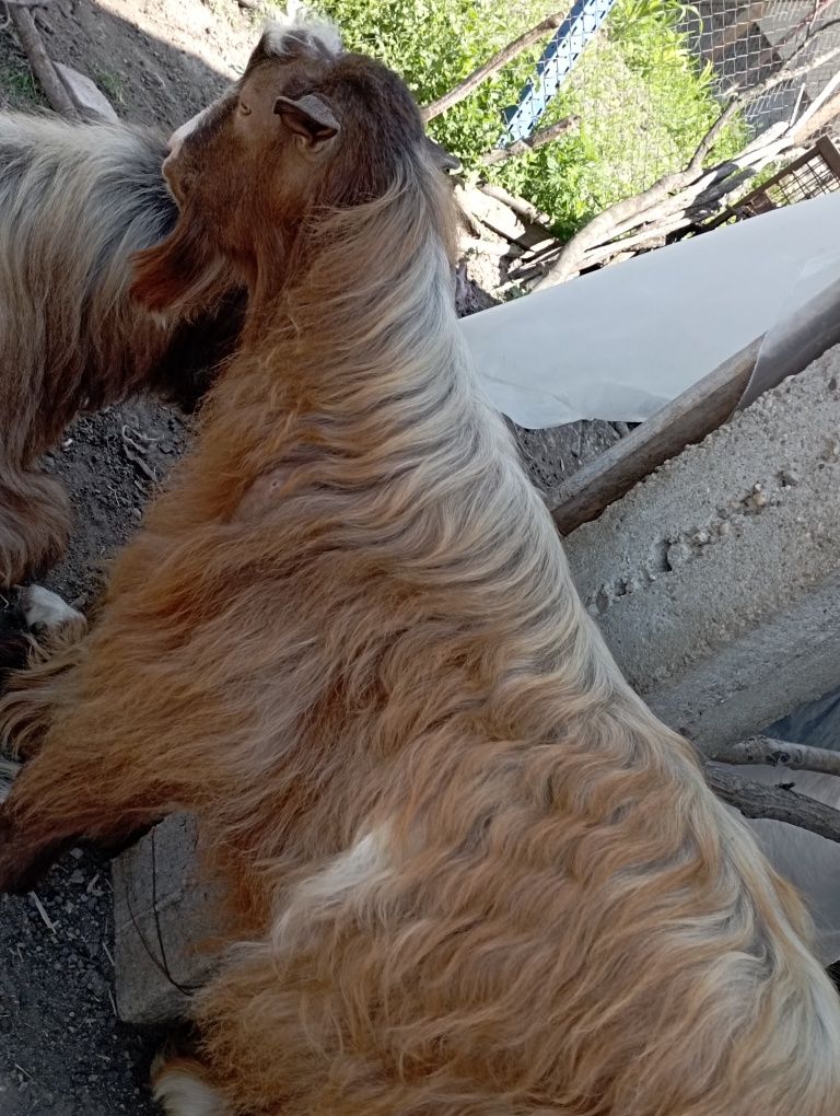 Vând miei, iezi, berbeac, țapi
