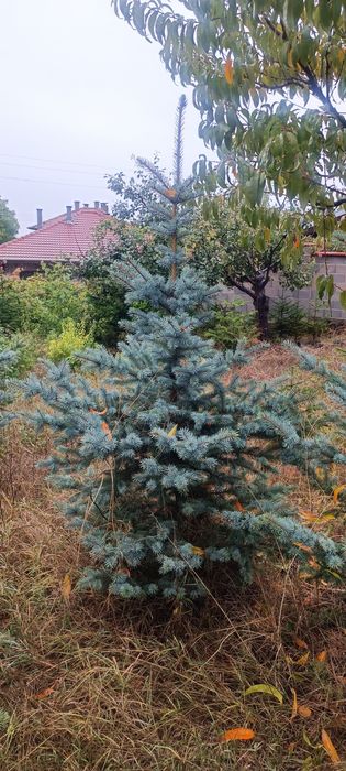 Сребрист смърч, обк. Смърч, обк. Ела