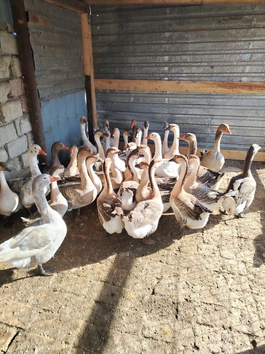 Vând gâște americane