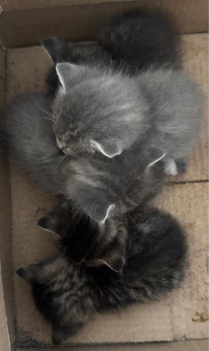 Отдам котят 2месячные в добрые руки ,мальчик и девочка ,с доставкой