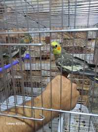 Продаётся карелла попугай  пара с клеткой  600.000сум