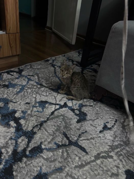 Котенок рыже-коричневый