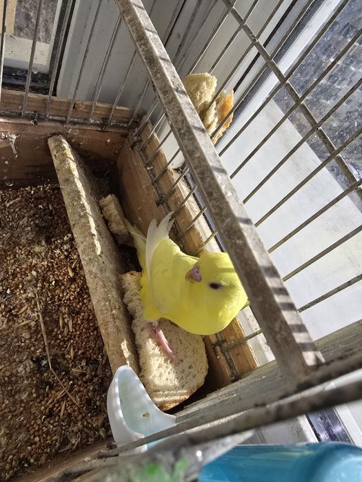 Perusi perusi perusi