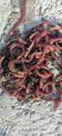 Chuvalchang Kilo Xisobida 100% Soft Chuvalchang