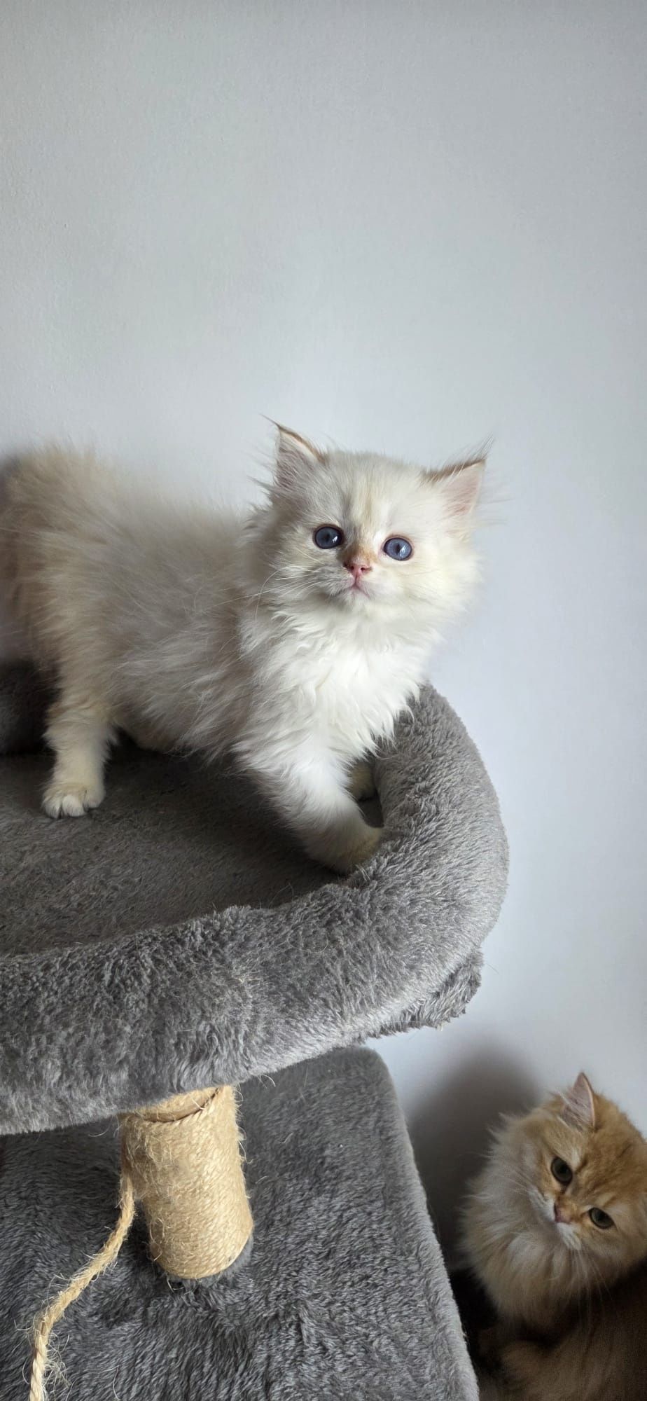 British longhair si shorthair