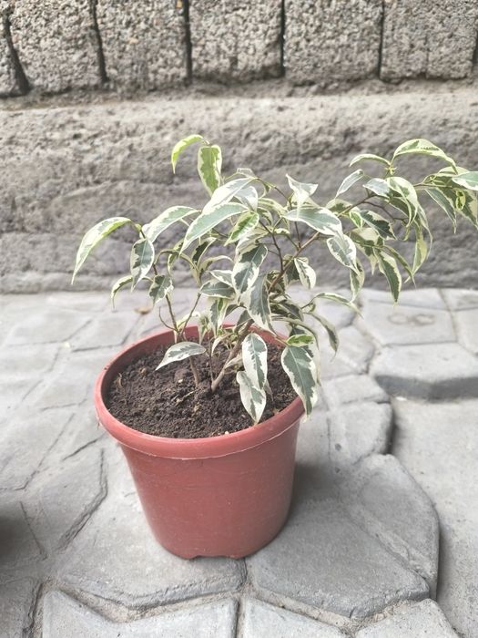 Продам комнатные цветы