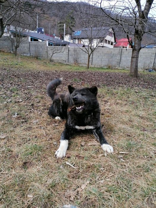Akita Inu Japonez, donatie