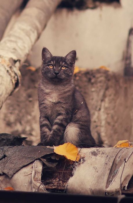 Красивейший котенок 7-8 месяцев в поисках дома