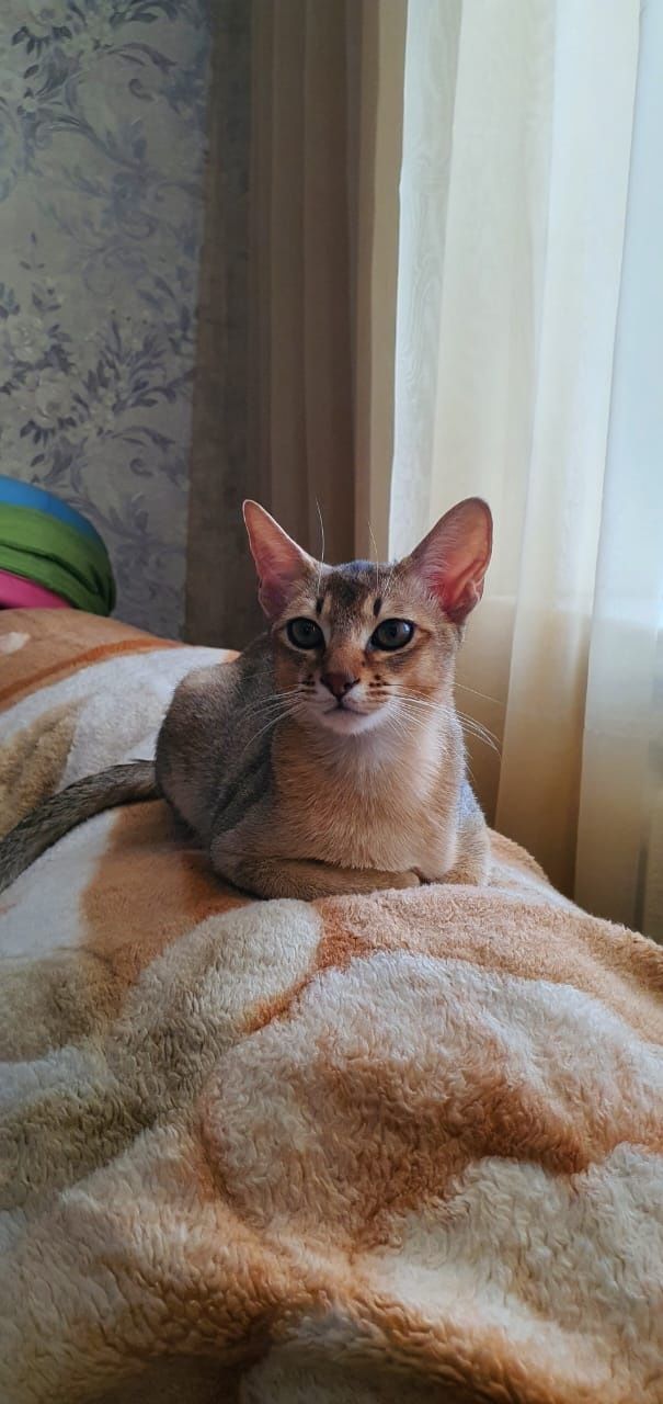 Кот чаузи на вязку