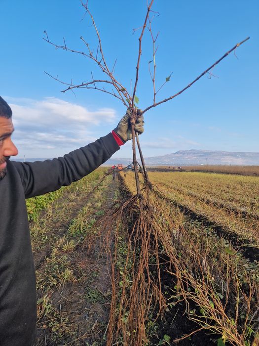 Butasi.de vie altoiti