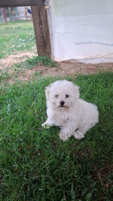 Bichon Maltez băiat