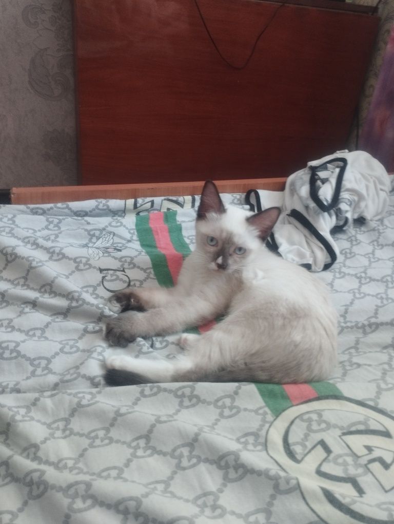 Котята объявления