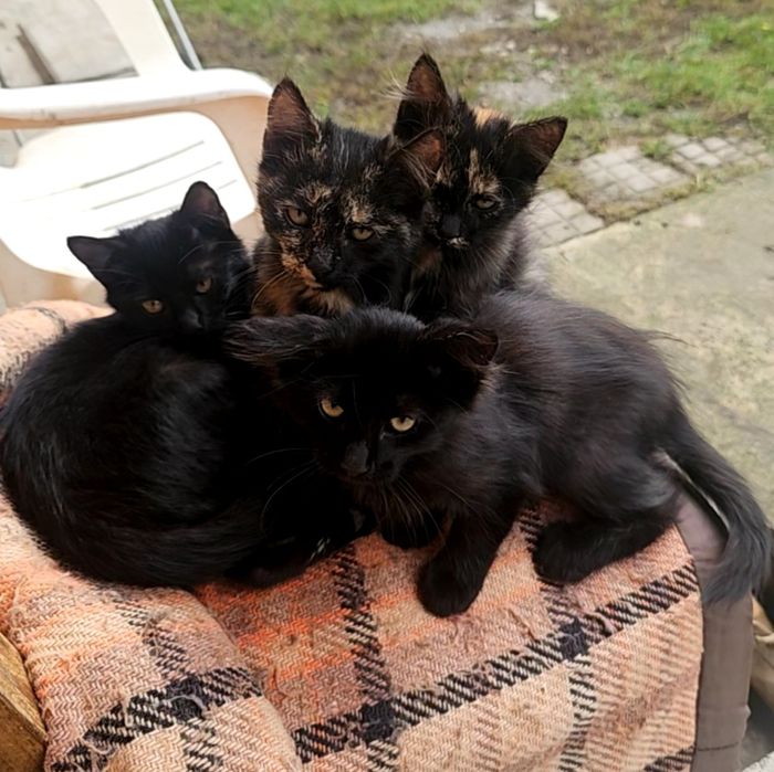 Patru ghemotoace de blană caută familie