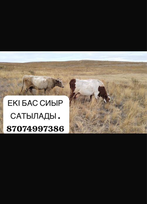 Сиыр, баспақ сатылады!